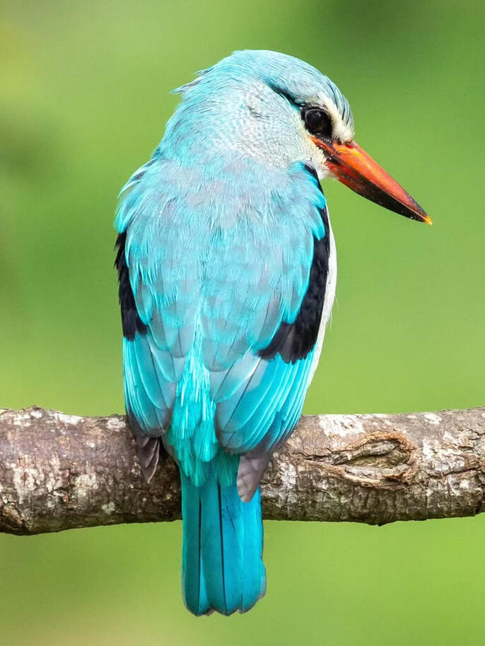 Is protected Is protected